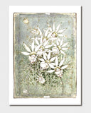 May Gibbs A4 Print - Flannel Flower Babies