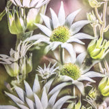 Flannel Flowers silk scarf