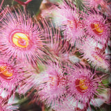Pink Gum Blossom silk scarf