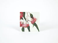 Eucalypt Drink Coasters - Set of 8